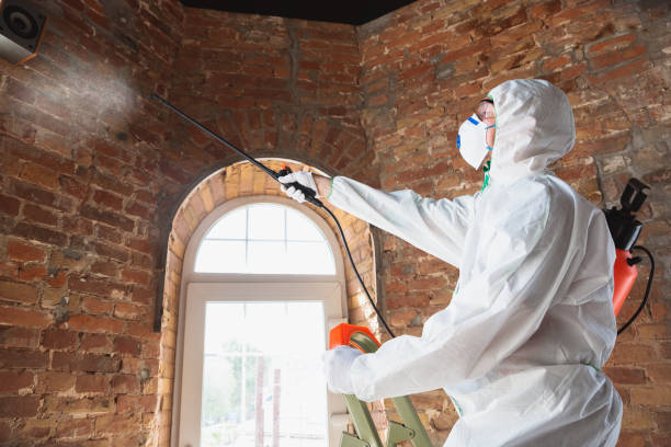 Why You Should Choose Our Mold Remediation Services in Norwich, CT