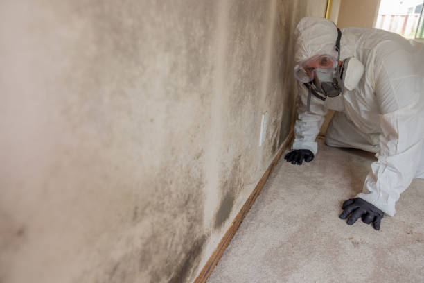 Reliable Norwich, CT Mold Removal Solutions